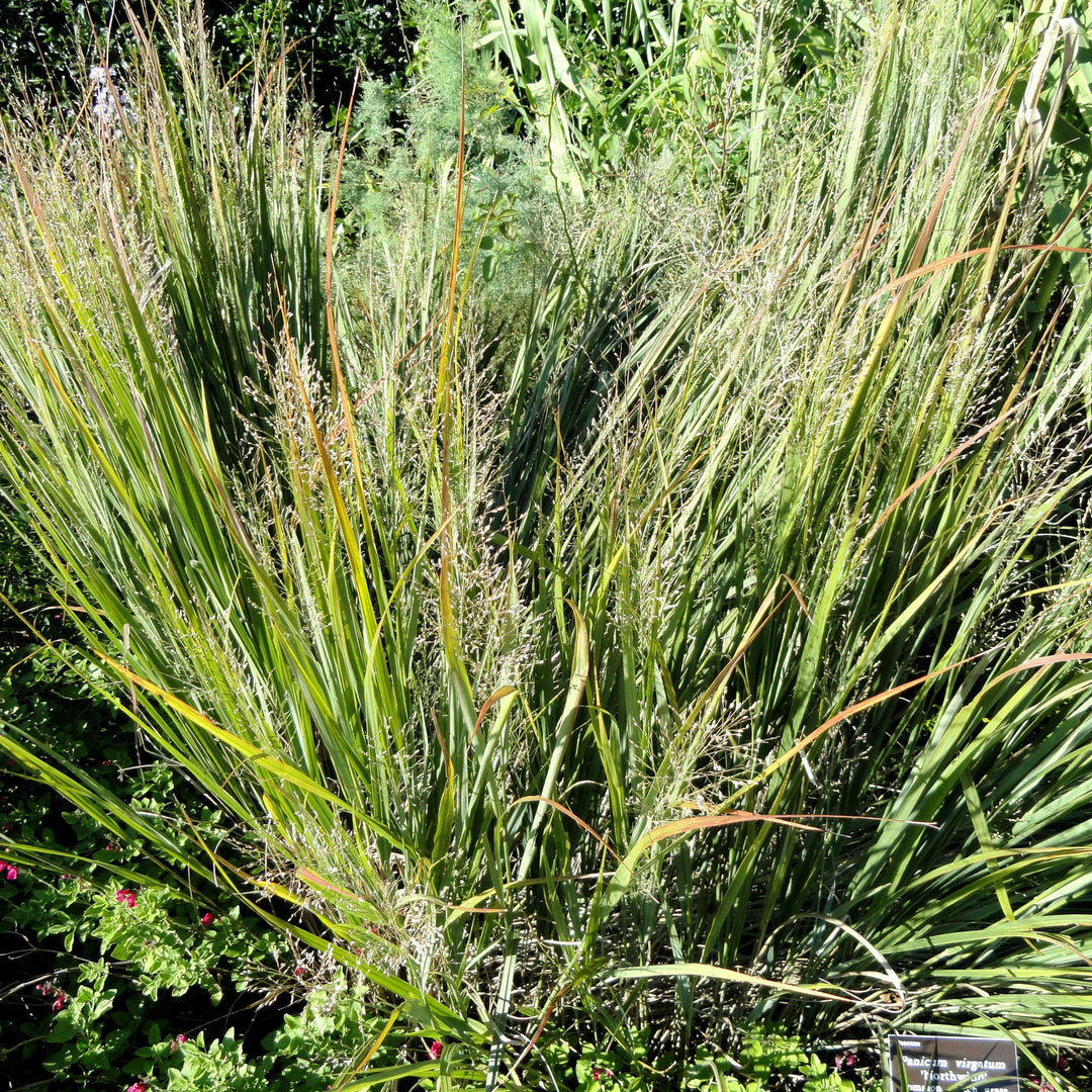 Panicum virgatum ~ Switch Grass, Panic Grass - Delivered By ServeScape