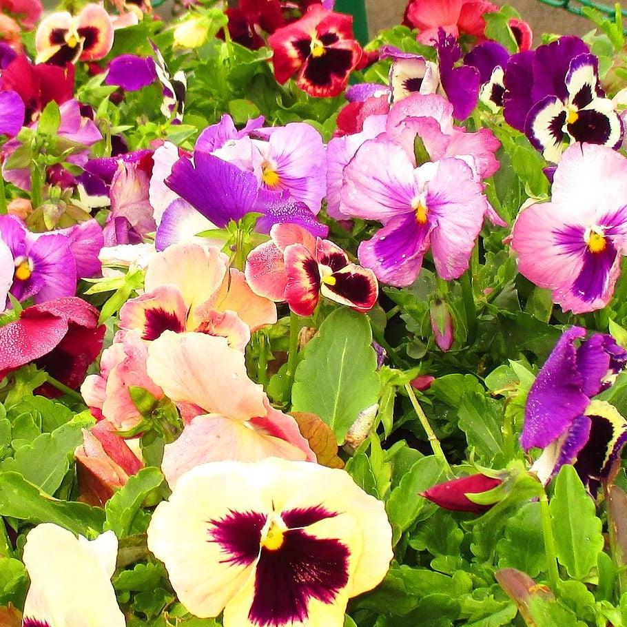 Viola x wittrockiana 'Inspire DeluXXe Pink Surprise Blotch ' ~ Inspire DeluXXe® Pink Surprise Blotch Pansy-ServeScape