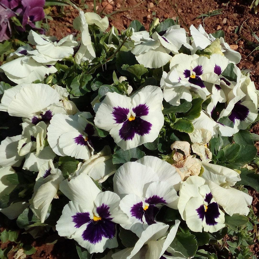 Viola x wittrockiana 'Inspire DeluXXe White Blotch' ~ Inspire DeluXXe® White Blotch Pansy-ServeScape
