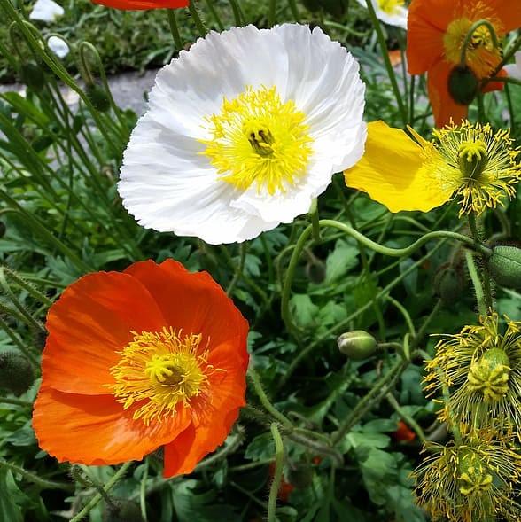 Papaver nudicaule 'Champagne Bubbles' ~ Champagne Bubbles Poppies-ServeScape