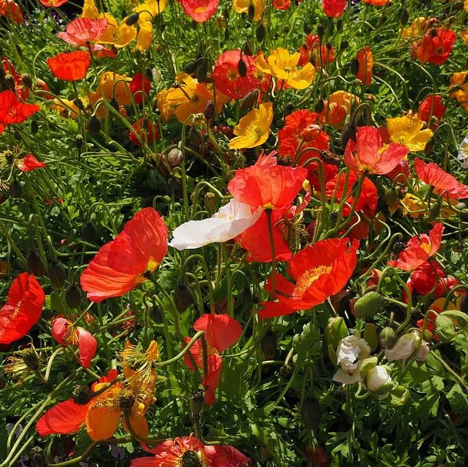 Papaver nudicaule 'Champagne Bubbles' ~ Champagne Bubbles Poppies-ServeScape