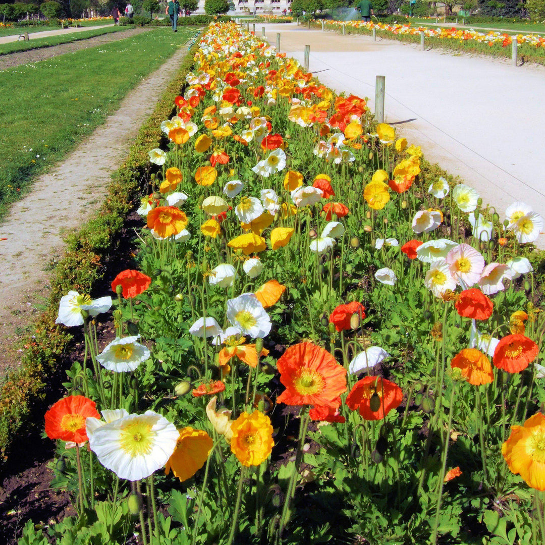 Papaver nudicaule 'Champagne Bubbles' ~ Champagne Bubbles Poppies-ServeScape