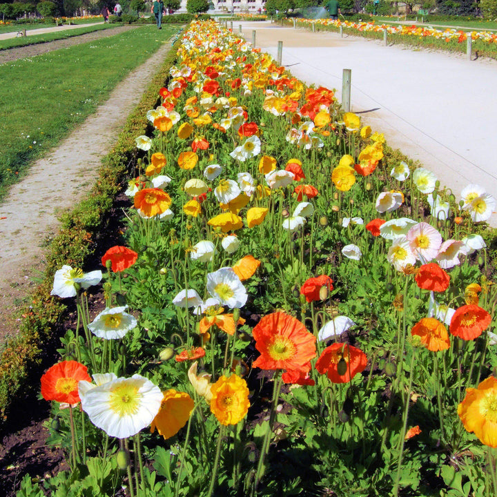 Papaver nudicaule 'Champagne Bubbles' ~ Champagne Bubbles Poppies-ServeScape