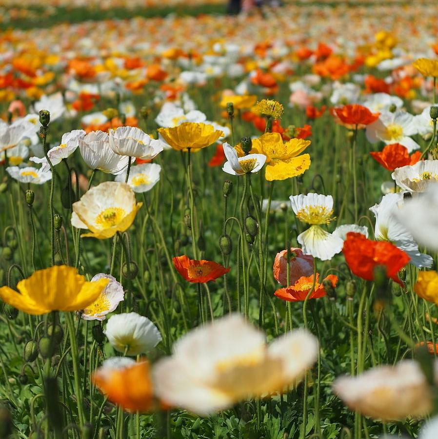 Papaver nudicaule 'Champagne Bubbles' ~ Champagne Bubbles Poppies-ServeScape