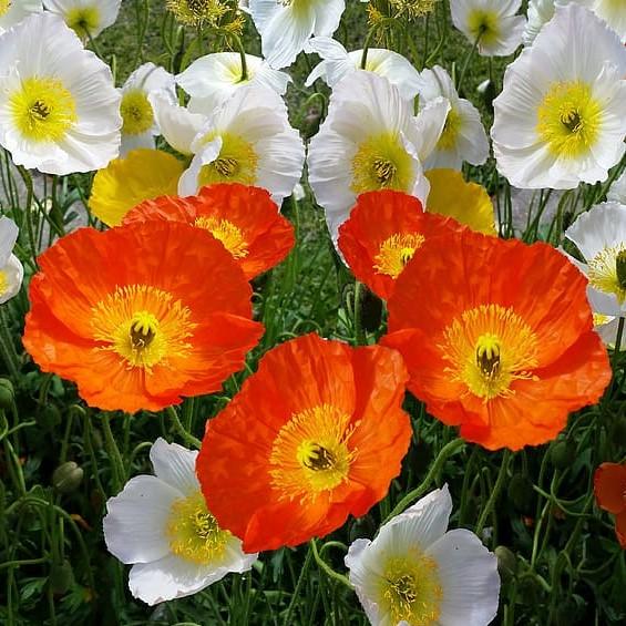 Papaver nudicaule 'Champagne Bubbles' ~ Champagne Bubbles Poppies-ServeScape