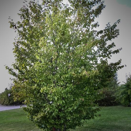 Parrotia persica 'Inge's Ruby Vase' ~ Ruby Vase® Persian Ironwood-ServeScape