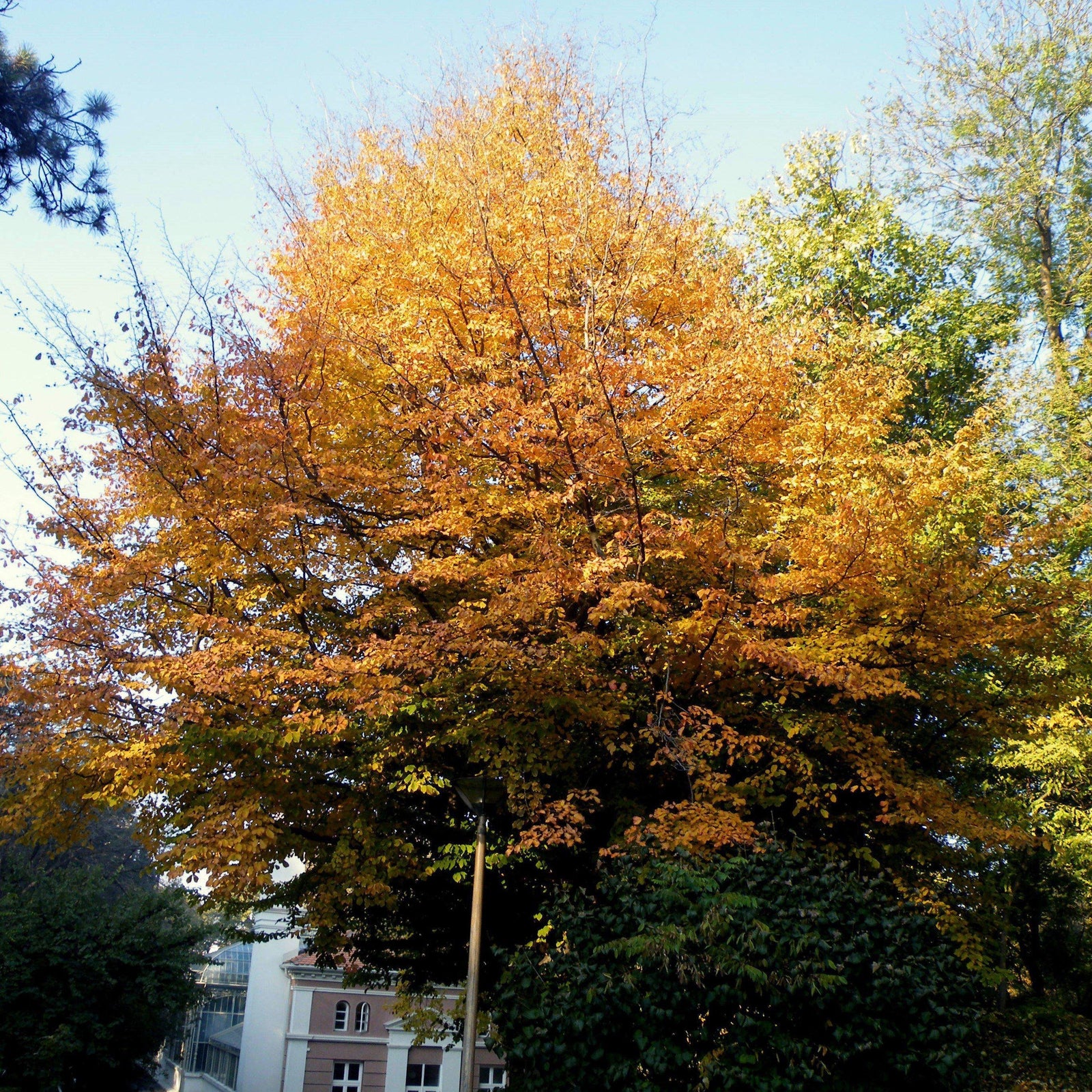 Parrotia persica ~ Perisan Ironwood - Delivered By ServeScape