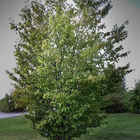 Parrotia persica 'Vanessa' ~ Vanessa Persian Ironwood-ServeScape