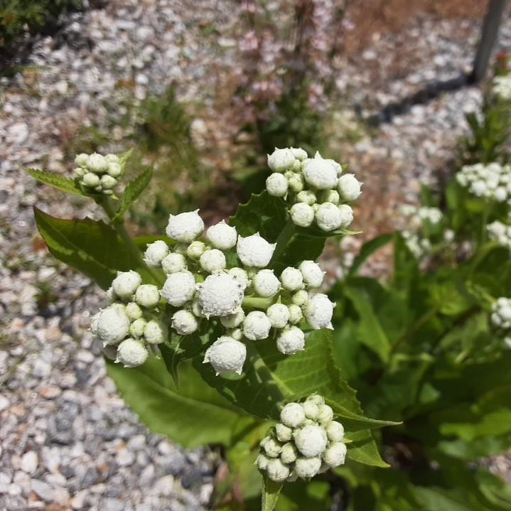 Parthenium integrifolium ~ Wild Quinine, Feverfew - Delivered By ServeScape