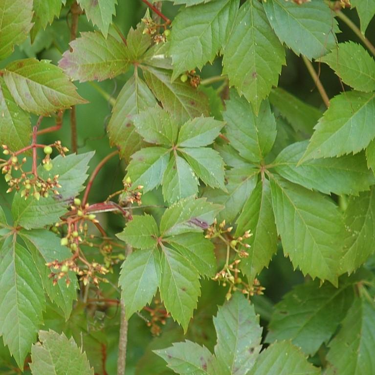Parthenocissus quinquefolia ~ Virginia Creeper-ServeScape