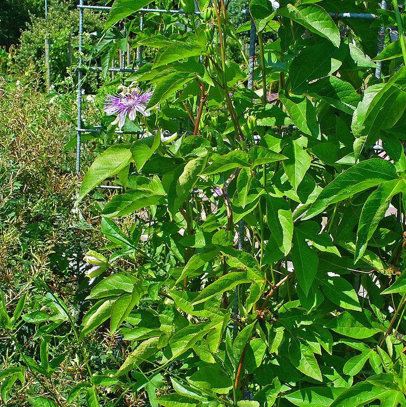 Passiflora incarnata ~ Passion Flower, Maypop-ServeScape