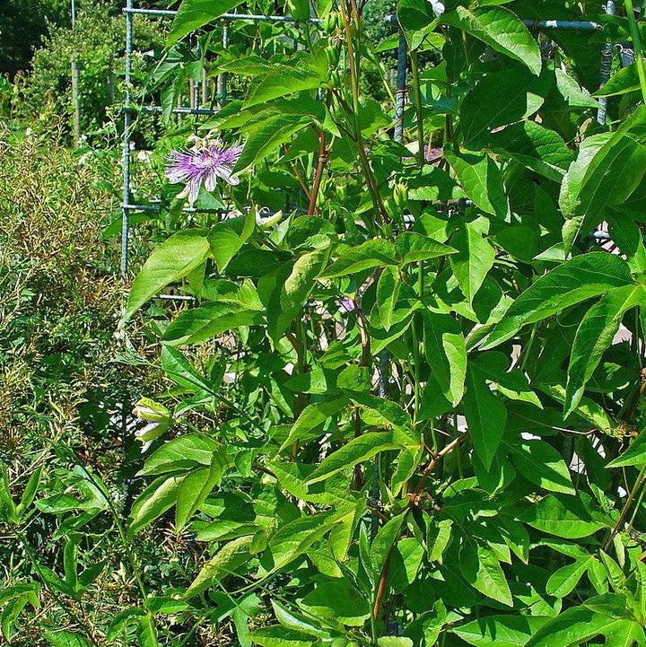 Passiflora incarnata ~ Passion Flower, Maypop-ServeScape