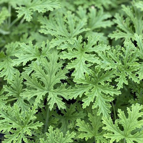 Pelargonium graveolens 'Citronella' ~ Citronella Scented Geranium-ServeScape