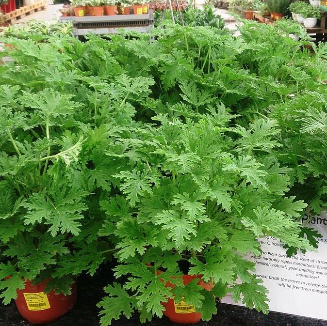 Pelargonium graveolens 'Citronella' ~ Citronella Scented Geranium-ServeScape