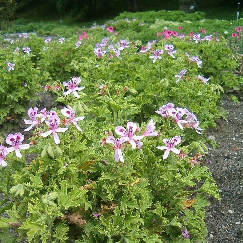 Pelargonium graveolens 'Citronella' ~ Citronella Scented Geranium-ServeScape