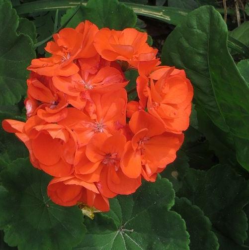 Pelargonium × hortorum 'Rocky Mountain Orange' ~ Rocky Mountain™ Orange Zonal Geranium-ServeScape
