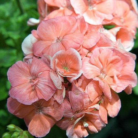 Pelargonium × hortorum 'Rocky Mountain Salmon' ~ Rocky Mountain™ Salmon Zonal Geranium-ServeScape