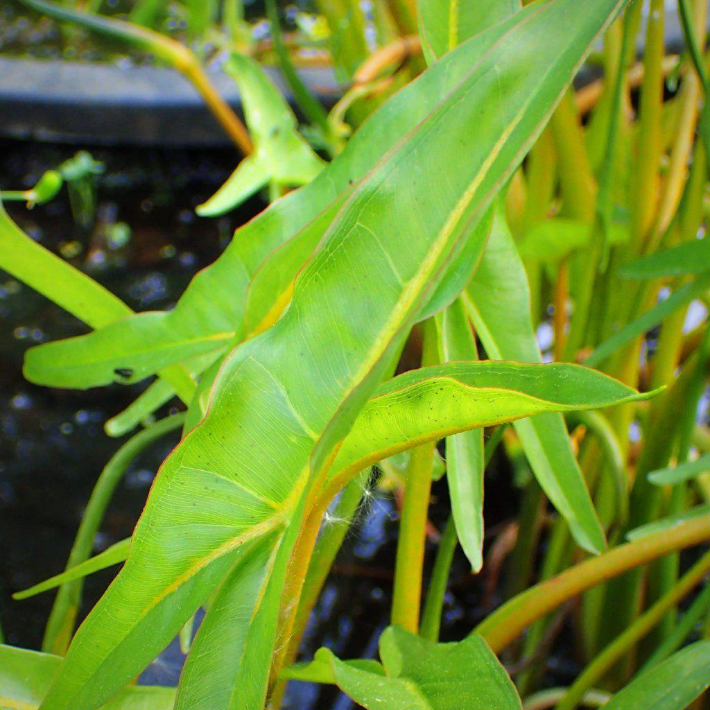 Peltandra virginica </em>~<b>Arrow Arum - Delivered By ServeScape