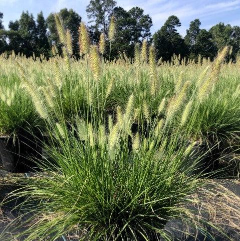 Pennisetum alopecuroides 'Hameln ~ Hameln Fountain Grass-ServeScape