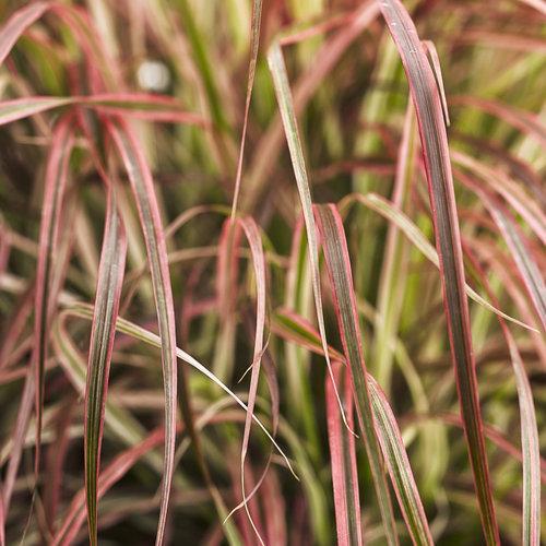 Pennisetum advena ‘Fireworks’ PP18,504 ~ Graceful Grasses® 'Fireworks' Fountain Grass-ServeScape
