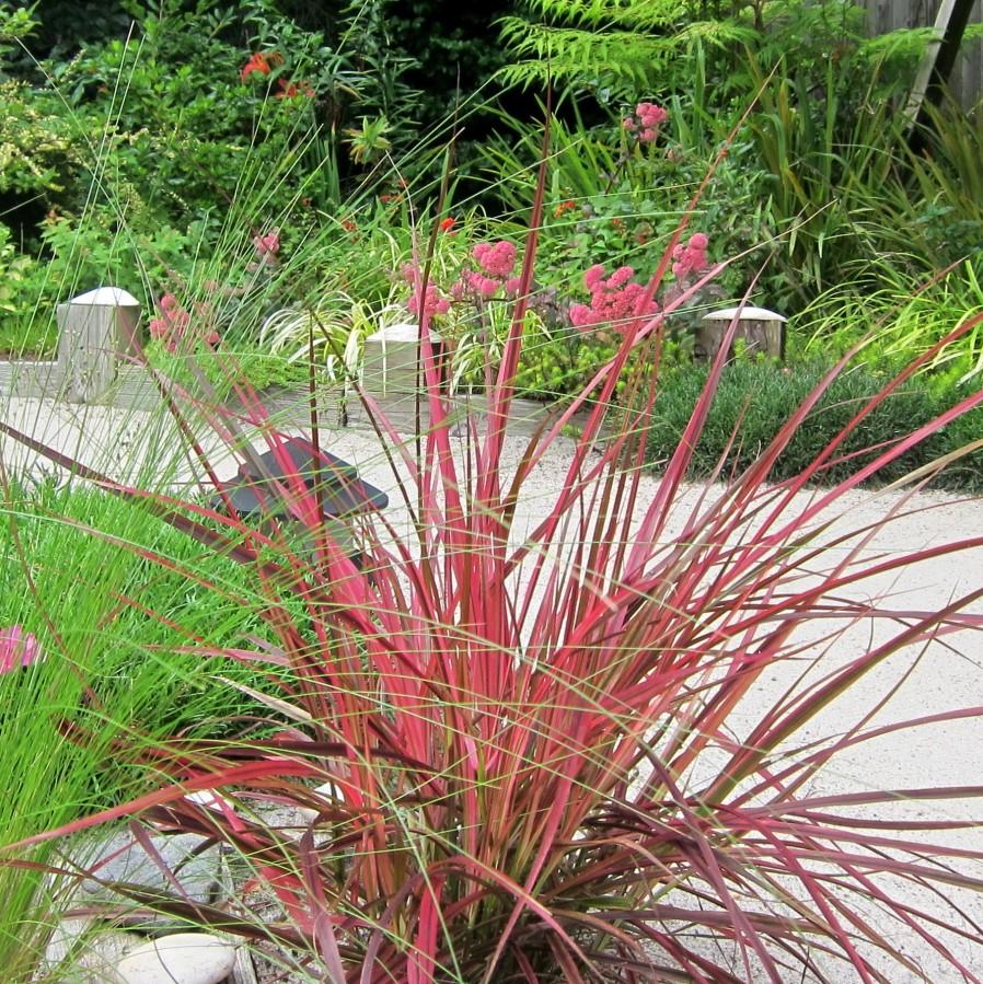 Pennisetum advena ‘Fireworks’ PP18,504 ~ Graceful Grasses® 'Fireworks' Fountain Grass-ServeScape