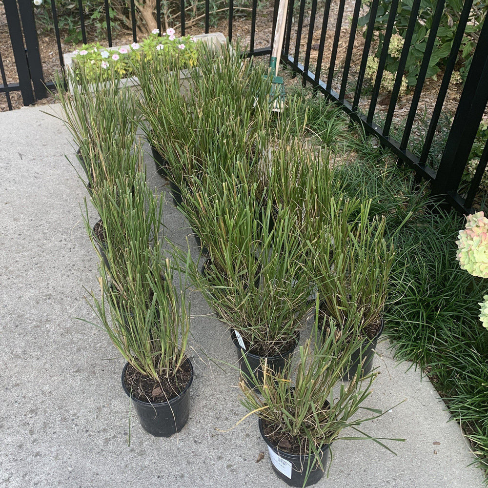 Pennisetum alopecuroides 'Cassian' ~ Cassian Fountain Grass-ServeScape