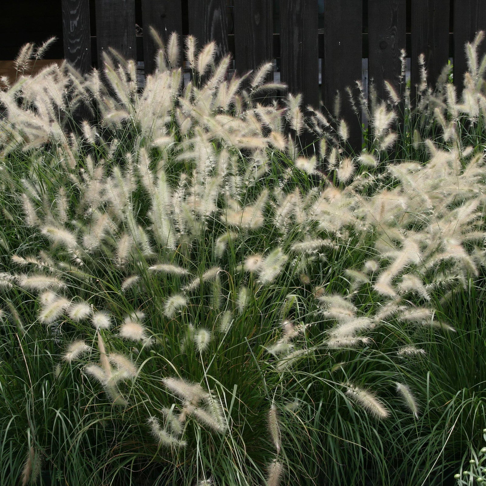Pennisetum alopecuroides 'Cassian' ~ Cassian Fountain Grass - Delivered By ServeScape