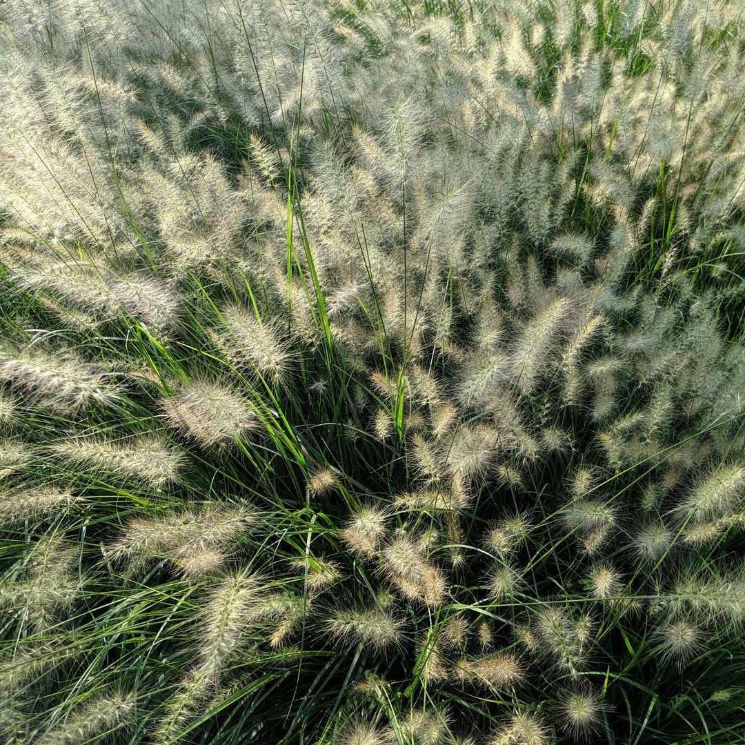 Pennisetum alopecuroides 'Hameln ~ Hameln Fountain Grass - Delivered By ServeScape