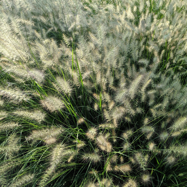 Pennisetum alopecuroides 'Hameln ~ Hameln Fountain Grass - Delivered By ServeScape