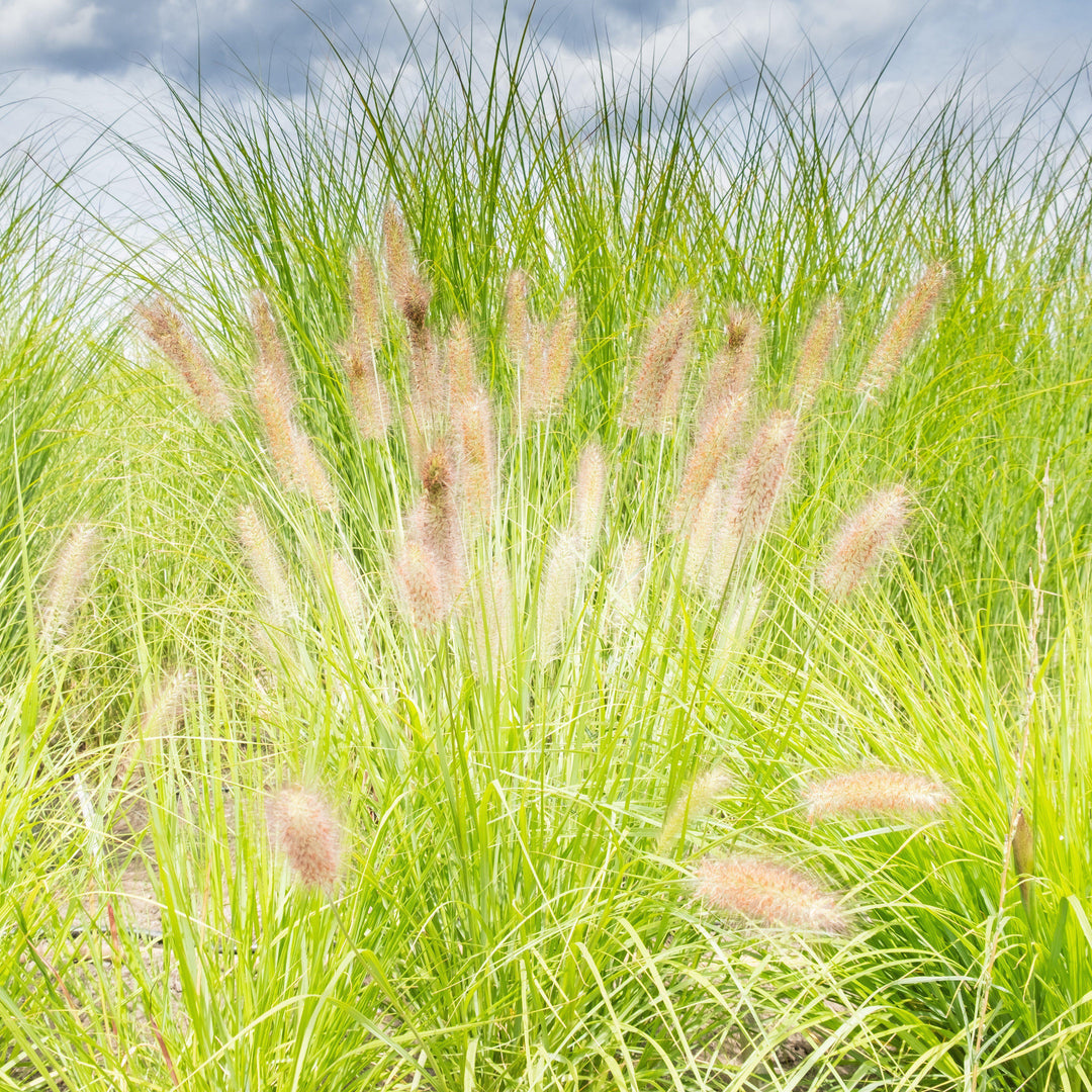 Pennisetum alopecuroides 'JS Jommenik' PP #27,435 ~ Lumen Gold™ Fountain Grass-ServeScape