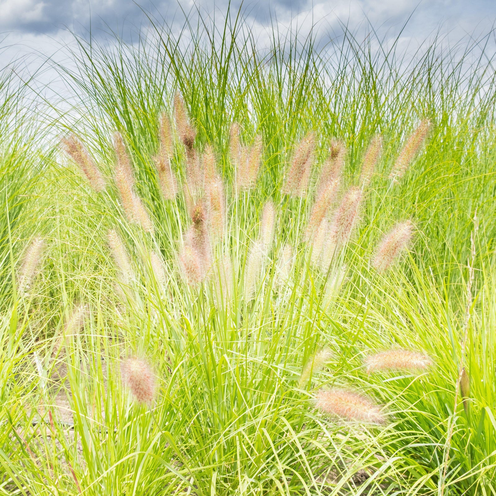 Pennisetum alopecuroides 'JS Jommenik' PP #27,435 ~ Lumen Gold™ Fountain Grass-ServeScape