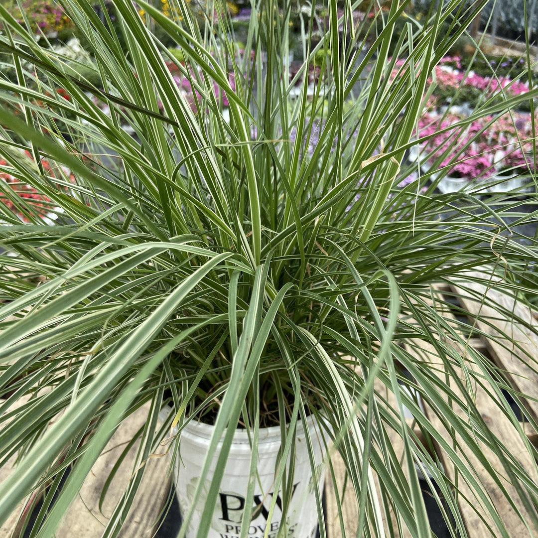 Pennisetum setaceum ‘Sky Rocket’ ~ Purple fountain grass - Delivered By ServeScape