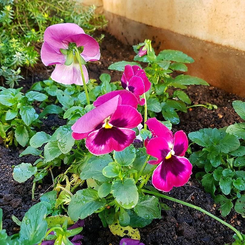 Viola x wittrockiana 'Inspire DeluXXe Deep Rose Blotch' ~ Inspire DeluXXe® Deep Rose Blotch Pansy-ServeScape