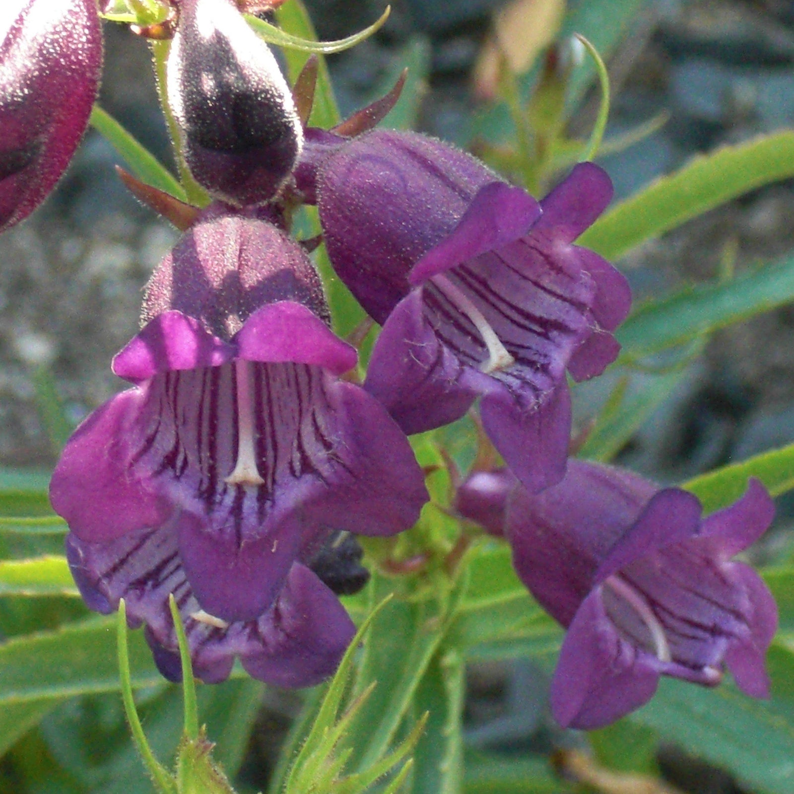 Penstemon 'TNPENHPU' ~ Harlequin™ Purple Beardtongue-ServeScape