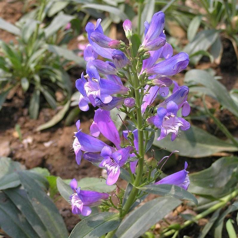 Penstemon barbatus 'Novapenblu' ~ Rock Candy™ Blue Beardtongue-ServeScape