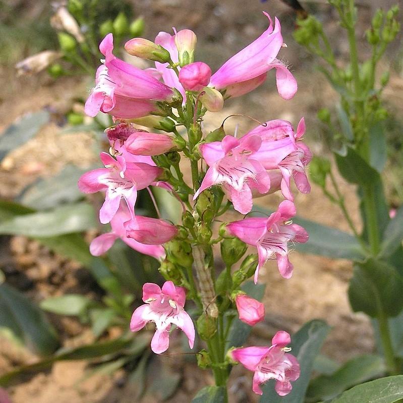Penstemon barbatus 'Novapenlig' ~ Rock Candy™ Light Pink Beardtongue-ServeScape
