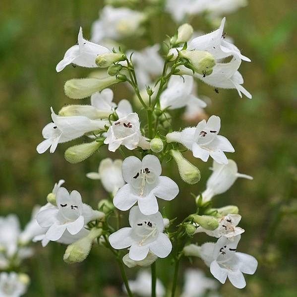 Penstemon digitalis ~ Beardtongue-ServeScape