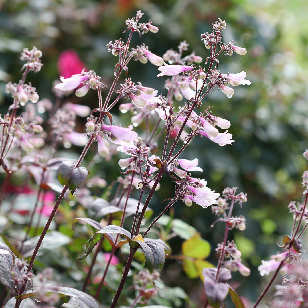 Penstemon digitalis 'Blackbeard' ~ Blackbeard Beardtongue - Delivered By ServeScape