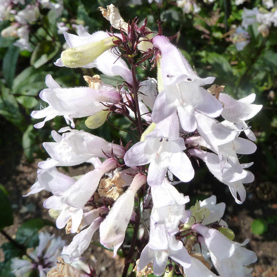 Penstemon digitalis 'Husker Red' ~ Husker Red Beardtongue-ServeScape