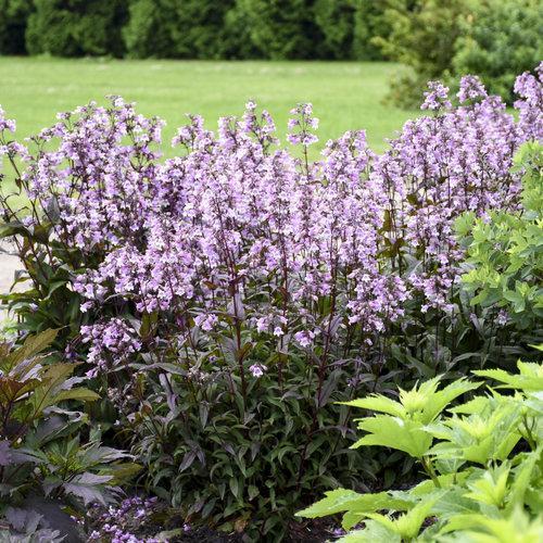 Penstemon ‘midnight masquerade’ ~ Midnight Masquerade Beardtongue-ServeScape