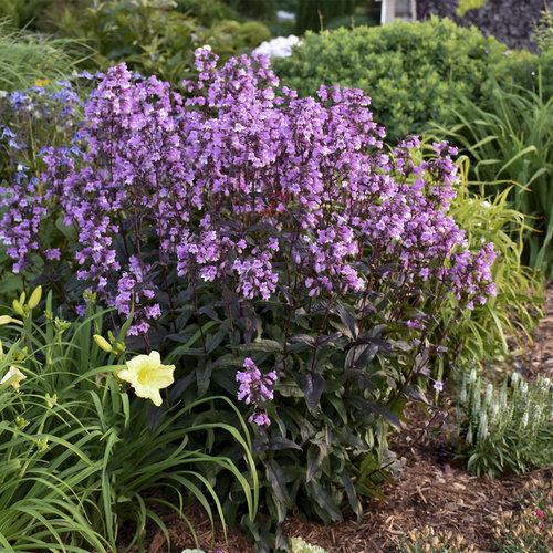 Penstemon ‘midnight masquerade’ ~ Midnight Masquerade Beardtongue-ServeScape