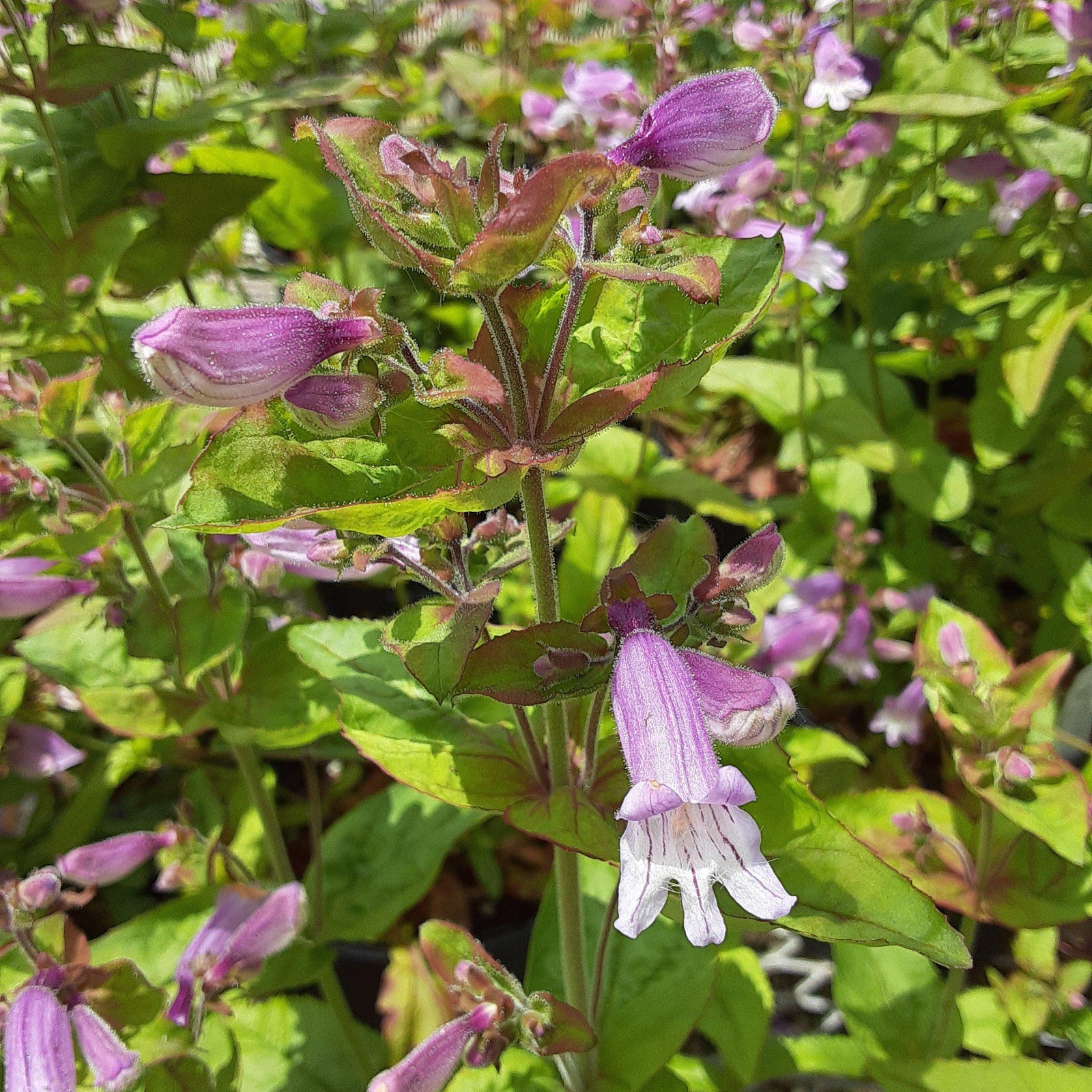 Penstemon smallii ~ Small's Penstemon, Small's Beardtongue - Delivered By ServeScape