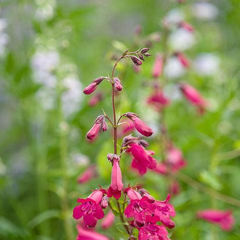 Penstemon barbatus 'Balmibepro' ~ MissionBells™ Deep Rose Beardtongue-ServeScape