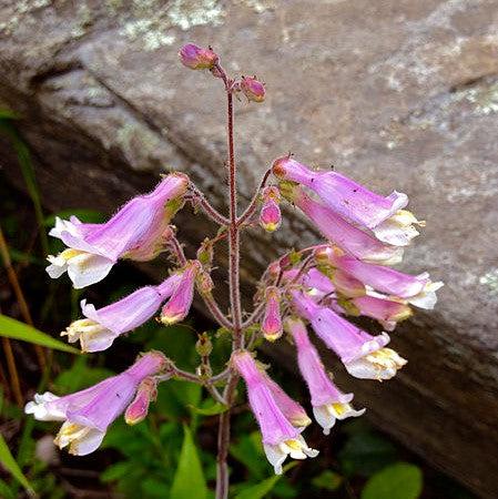 Penstemon x mexicali 'Prairie Twilight' ~ Prairie Twilight Beardtongue-ServeScape