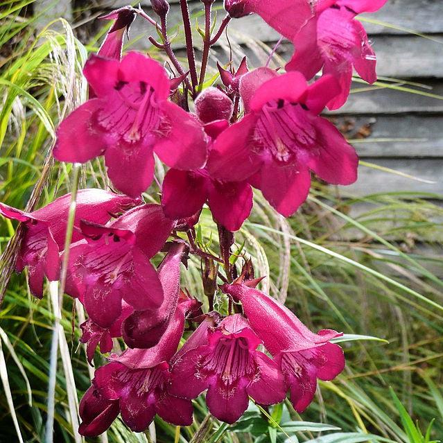 Penstemon barbatus 'Balmibepro' ~ MissionBells™ Deep Rose Beardtongue-ServeScape