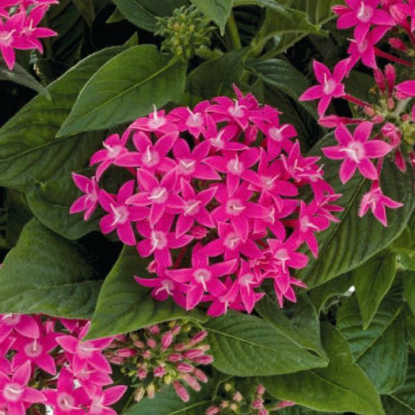 Pentas lanceolata 'Graffiti True Pink' ~ Graffiti® True Pink Star Flower-ServeScape