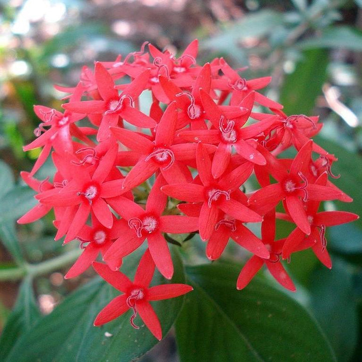 Pentas lanceolata 'Graffiti Ruby' ~ Graffiti Ruby Star Flower-ServeScape