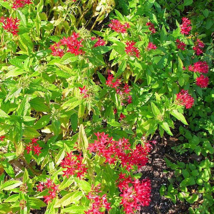 Pentas lanceolata 'Graffiti Ruby' ~ Graffiti Ruby Star Flower-ServeScape