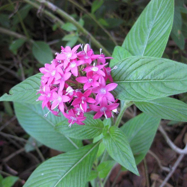 Pentas lanceolata 'Graffiti Ultra Violet' ~ Graffiti® 2020 Ultra Violet Star Flower, Pentas-ServeScape