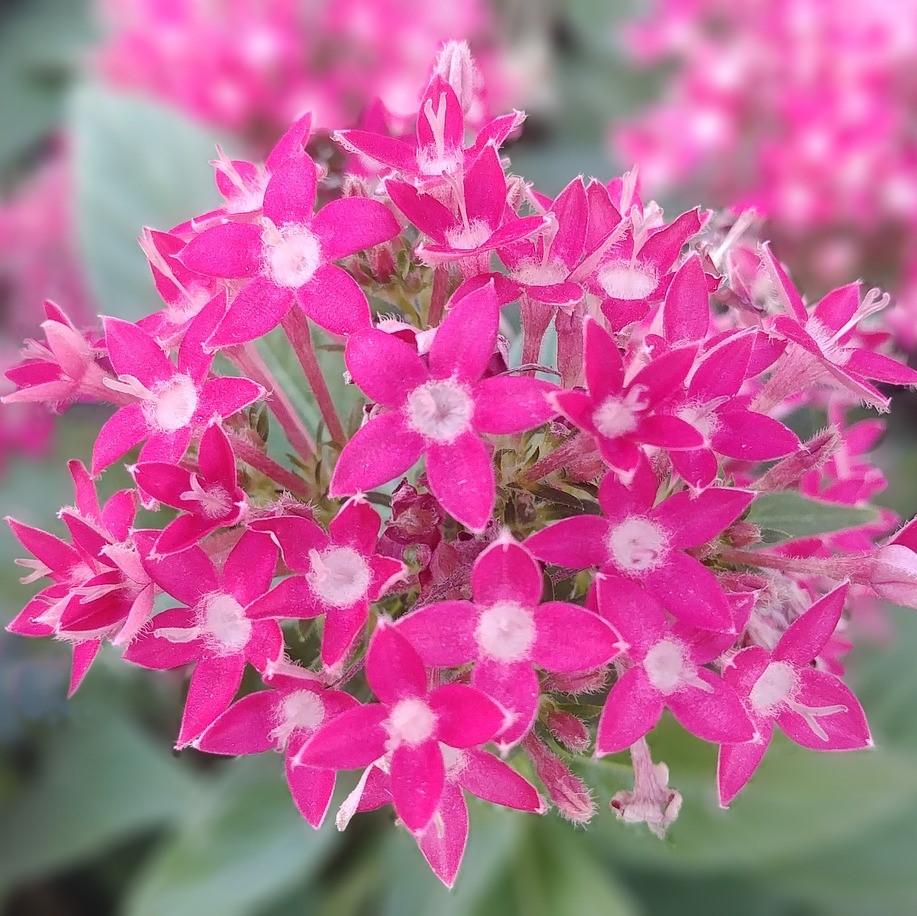 Pentas lanceolata 'Graffiti Ultra Violet' ~ Graffiti® 2020 Ultra Violet Star Flower, Pentas-ServeScape